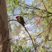 Eastern Rosella visiting campus by alia_801