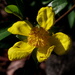 Yellow flower by alia_801