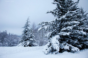 5th Dec 2013 - Winter Landscape