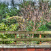 5th December 2013 - Windy garden (1st HDR) by pamknowler
