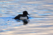 4th Dec 2013 - DUCK ON BLUE WATER 