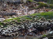 4th Dec 2013 - Day 183 Fungus