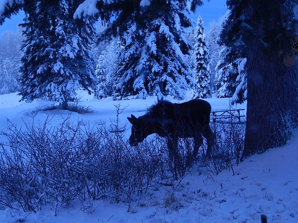 Merry Christ-Moose! by bjywamer