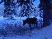 5th Dec 2013 - Merry Christ-Moose!
