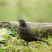 Blackbird - 05-12 by barrowlane