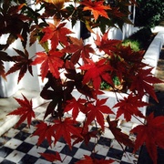 5th Dec 2013 - Unusual Autumn brilliance in Charleston -- Japanese maples