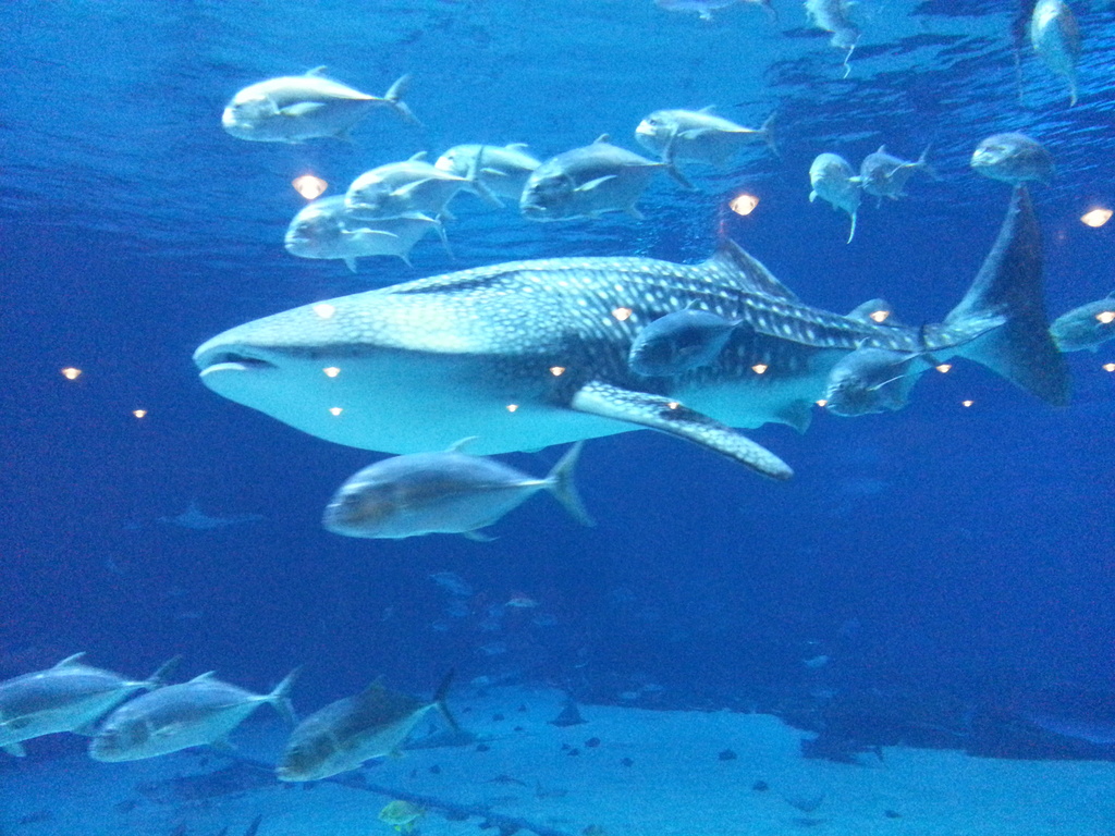 Whale Shark et al by darylo