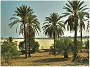 6th Dec 2013 - Palm Trees At The Salt Lake,Larnaca'Cyprus