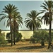 Palm Trees At The Salt Lake,Larnaca'Cyprus by carolmw