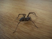 12th Sep 2010 - Spider