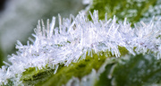 6th Dec 2013 - Ice Crystals