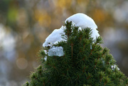 6th Dec 2013 - Alberta Spruce tree with snow