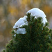 Alberta Spruce tree with snow by mittens