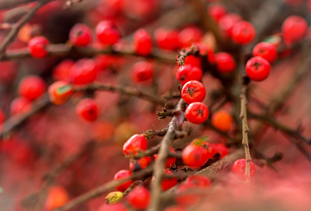 cotoneaster by jantan