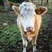 Perm Cow by bulldog