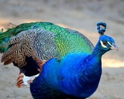 20th Nov 2013 - Peacock