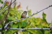 29th Nov 2013 - Hummingbird