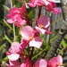 My Begonia is Blooming by loey5150