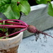 one lonely baby beet by brigette
