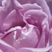 Daylesford Rose by alia_801
