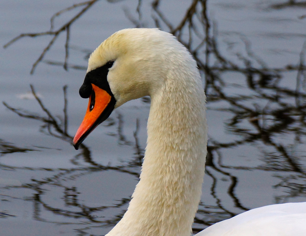 SWAN ON A LAKE  by markp
