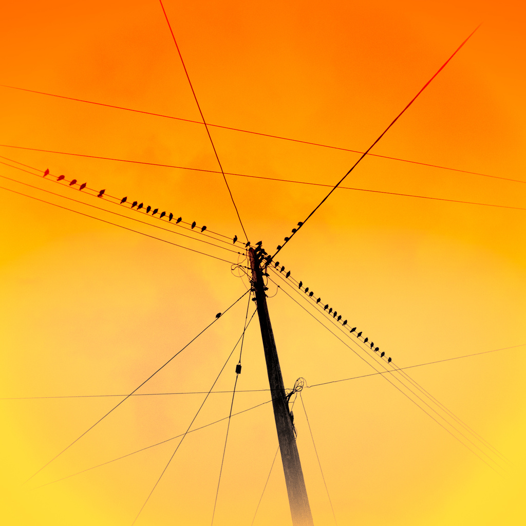 Bird on a wire by jocasta