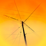 7th Dec 2013 - Bird on a wire