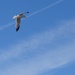 Day 186 Seagull in the Sky by rminer