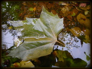 7th Dec 2013 - Autumn leafs