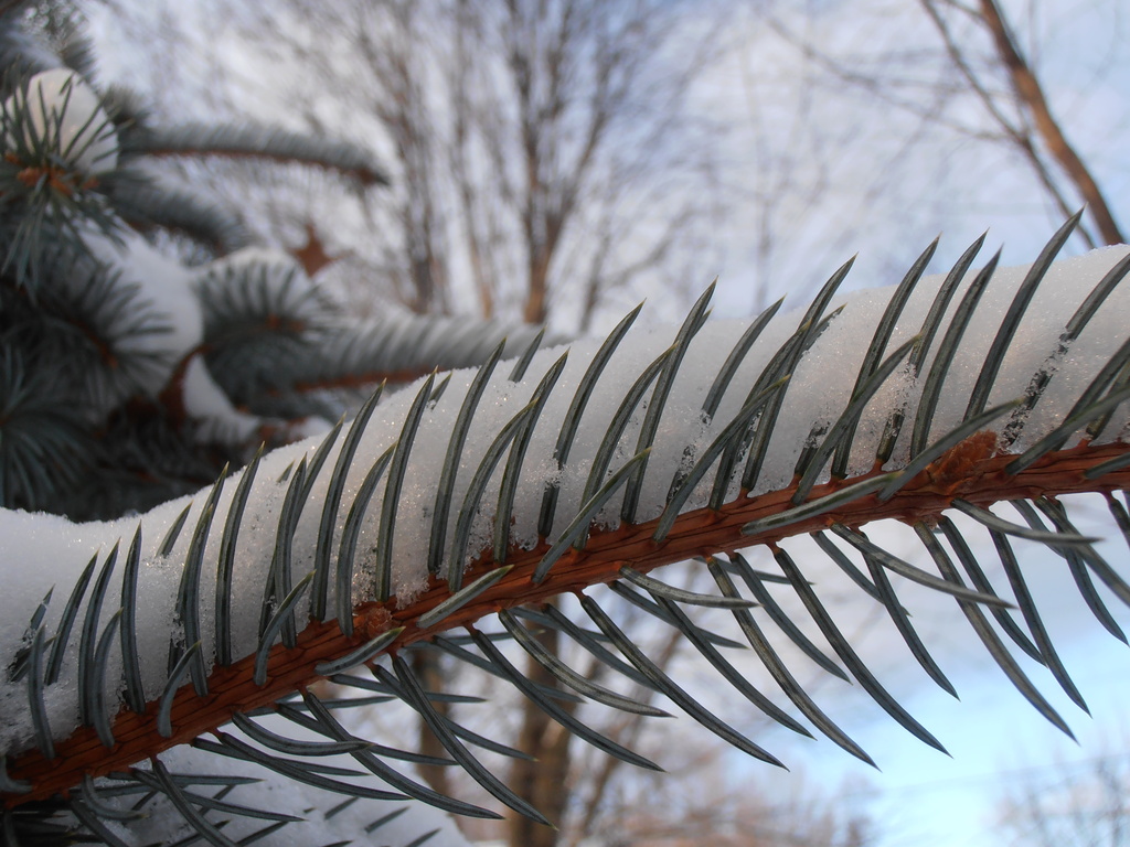 Snowy Pine  by julie