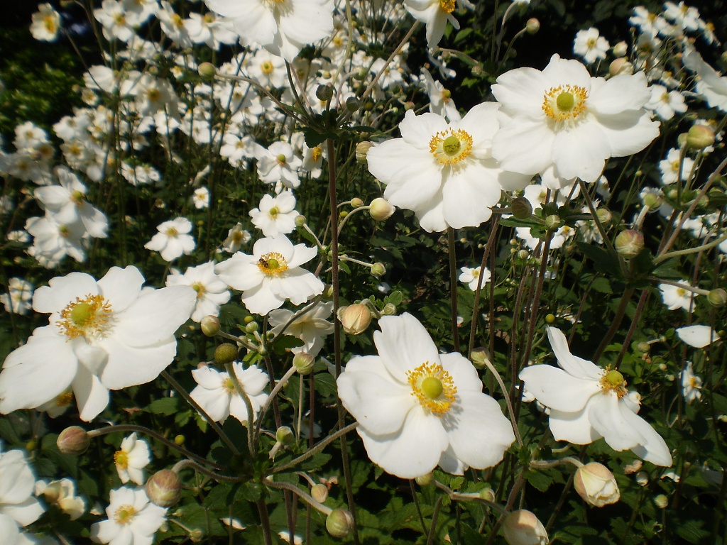 Japanese Anenomes by snowy