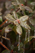 6th Dec 2013 - Frozen Rhodie