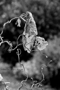 7th Dec 2013 - Corylus Avellana Contorta #6