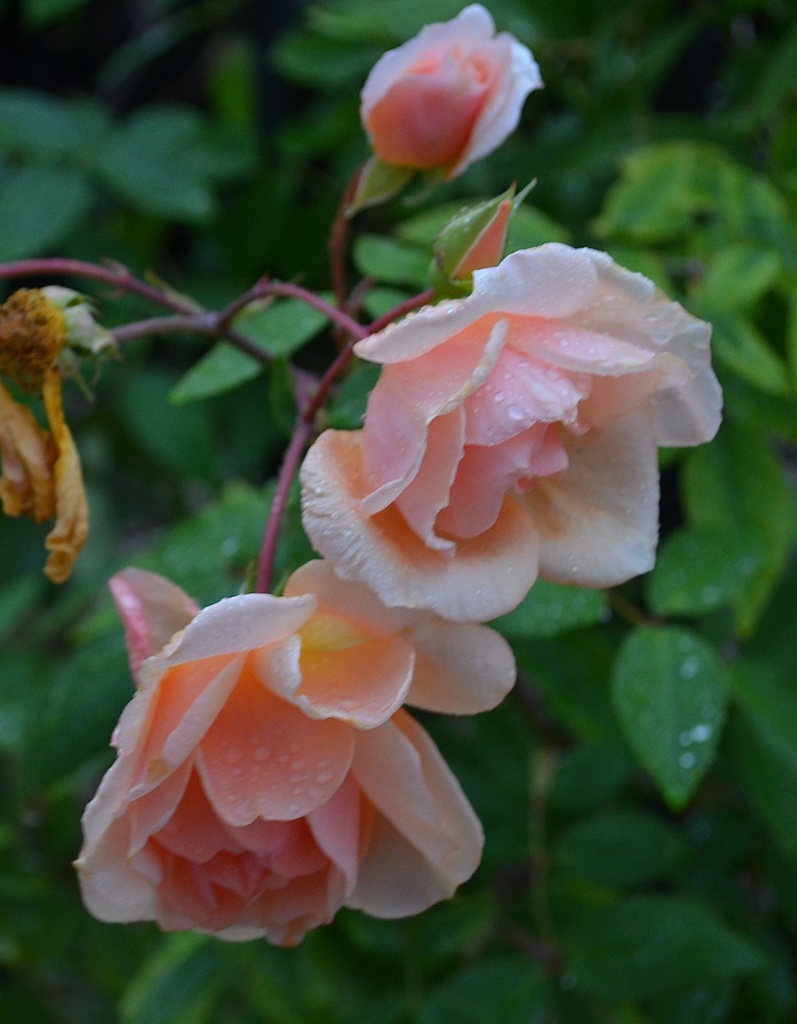 Roses by congaree