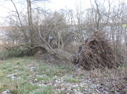7th Dec 2013 - Fallen Tree