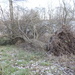 Fallen Tree by gladogfrisk