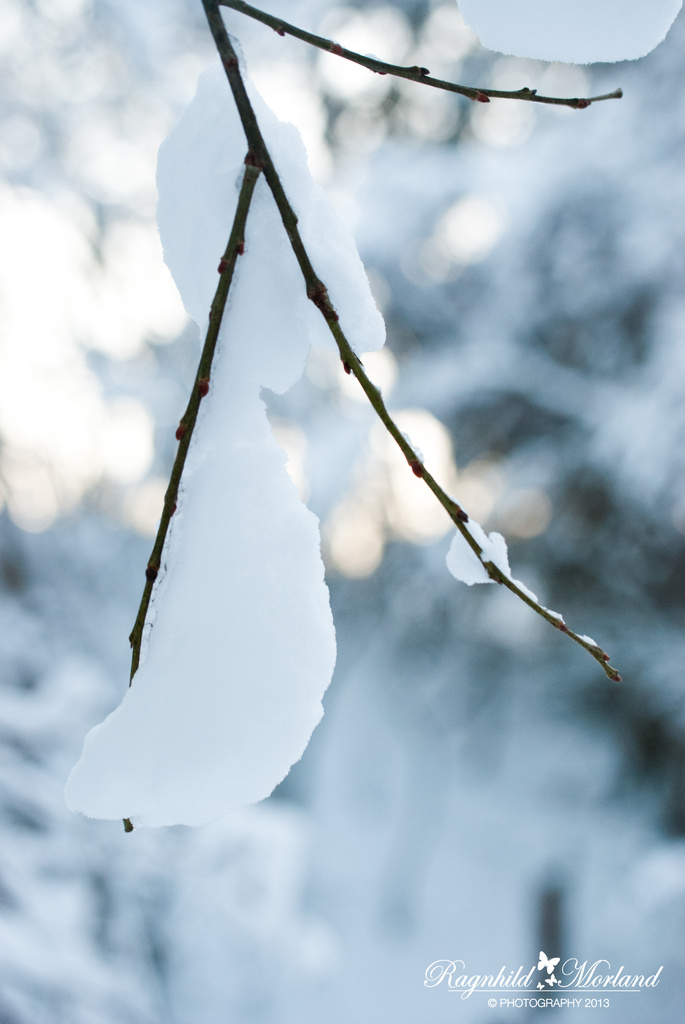 Snow by ragnhildmorland