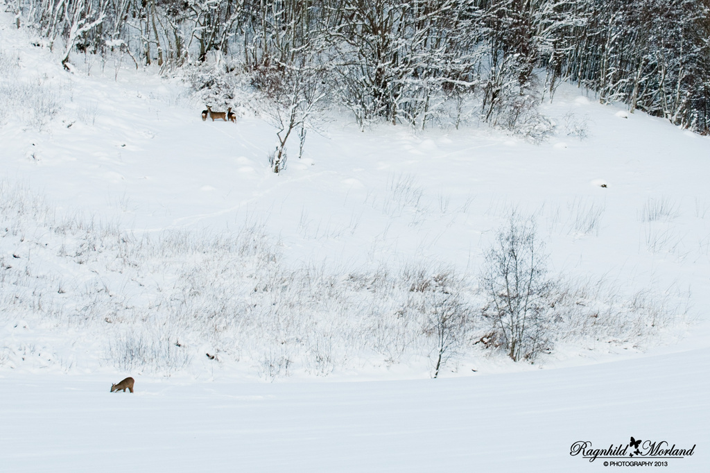 Let it (Rein)deer by ragnhildmorland