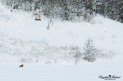 8th Dec 2013 - Let it (Rein)deer