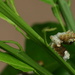 Swallowtail Closeup by kerristephens
