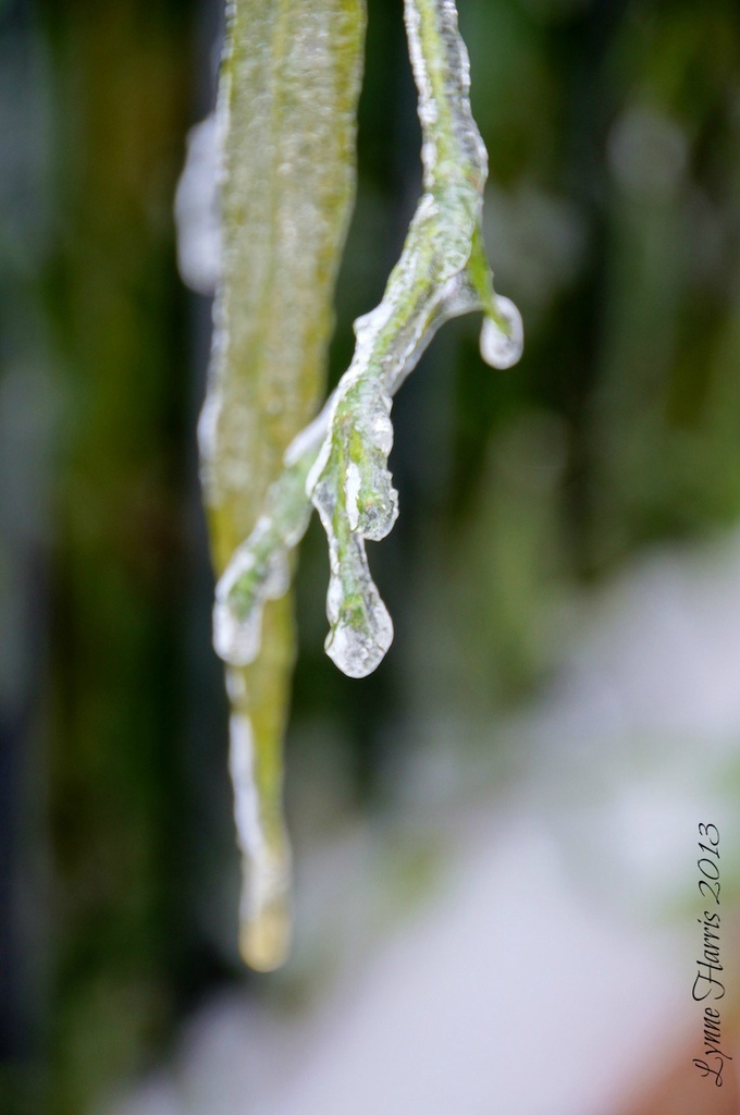 Frozen by lynne5477