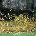 Blowing the leaves by parisouailleurs