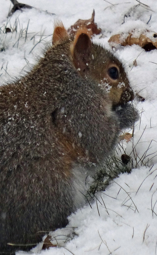 Day 187 Squirrel in the Snow by rminer