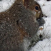 Day 187 Squirrel in the Snow by rminer