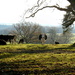 The cattle at Croft Castle parkland.... by snowy