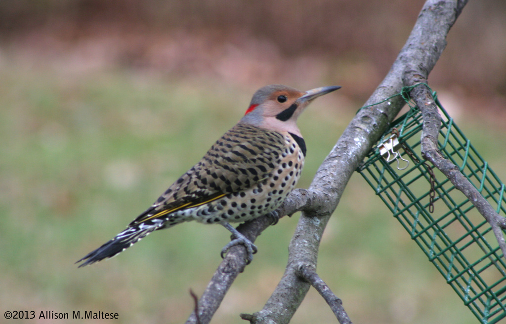 Northern Flicker by falcon11