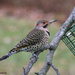 Northern Flicker by falcon11