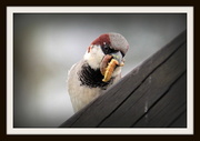9th Dec 2013 - sparrow