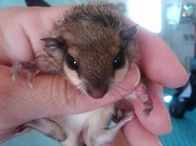 13th Sep 2010 - Baby Flying Squirrel