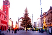 9th Dec 2013 - Christmas tree on market place 